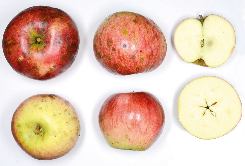 Bismarckapfel