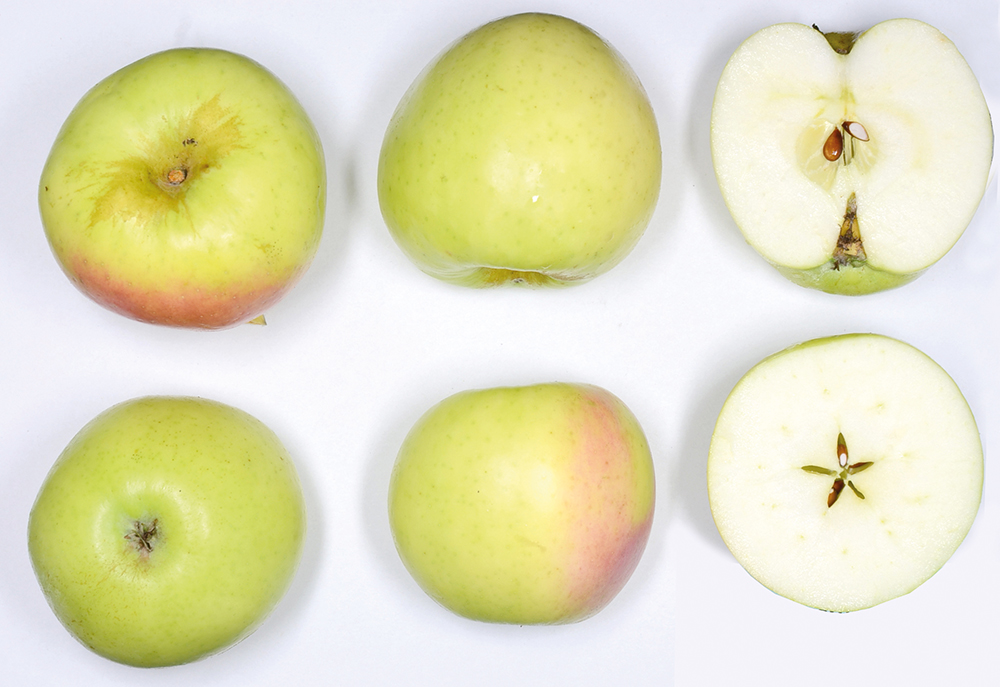 Grahams Jubiläumsapfel