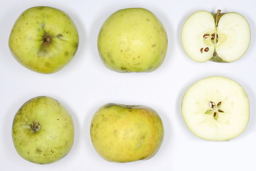 Grüner Fürstenapfel