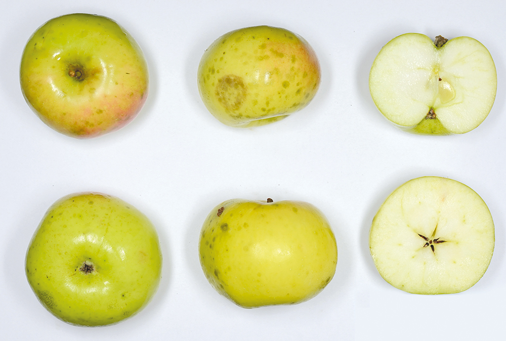 Klöcher Maschanzker