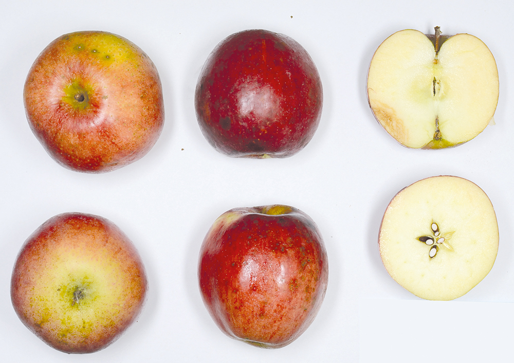 Lavanttaler Bananenapfel