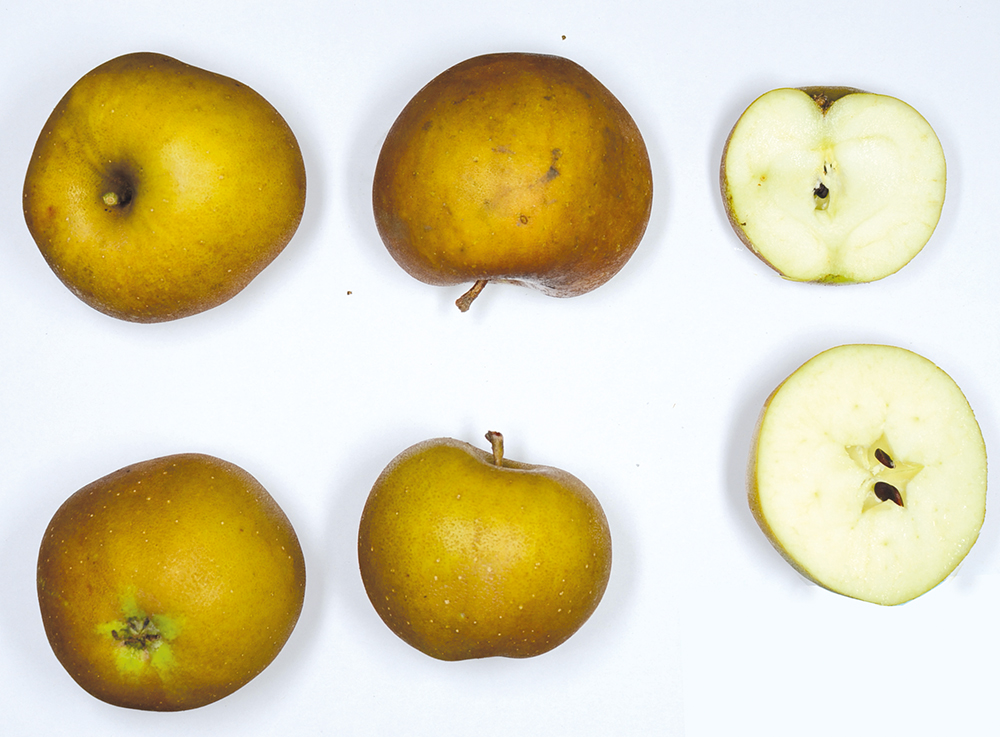 Osnabrücker Renette