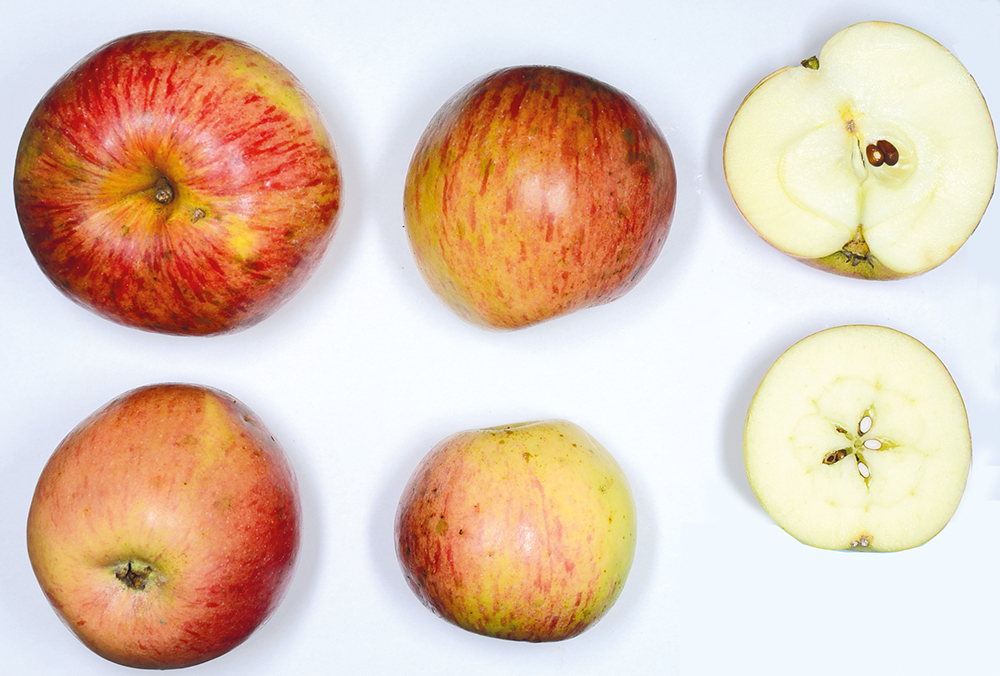 Rheinischer Krummstiel