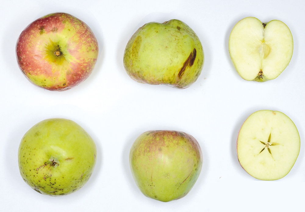 Hohenheimer Rieslingapfel