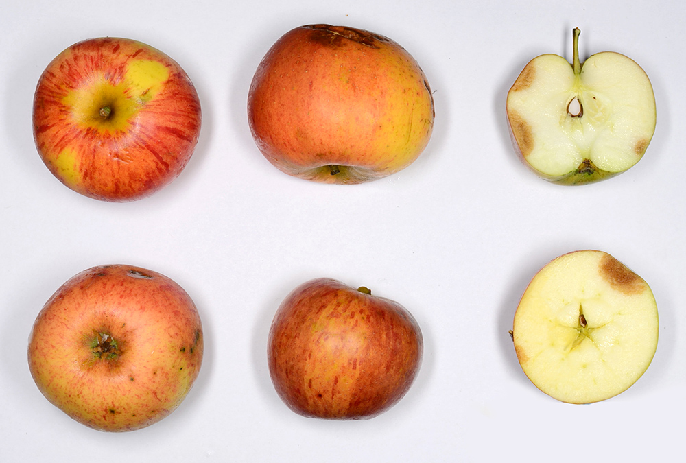 Rote Wintergoldparmäne