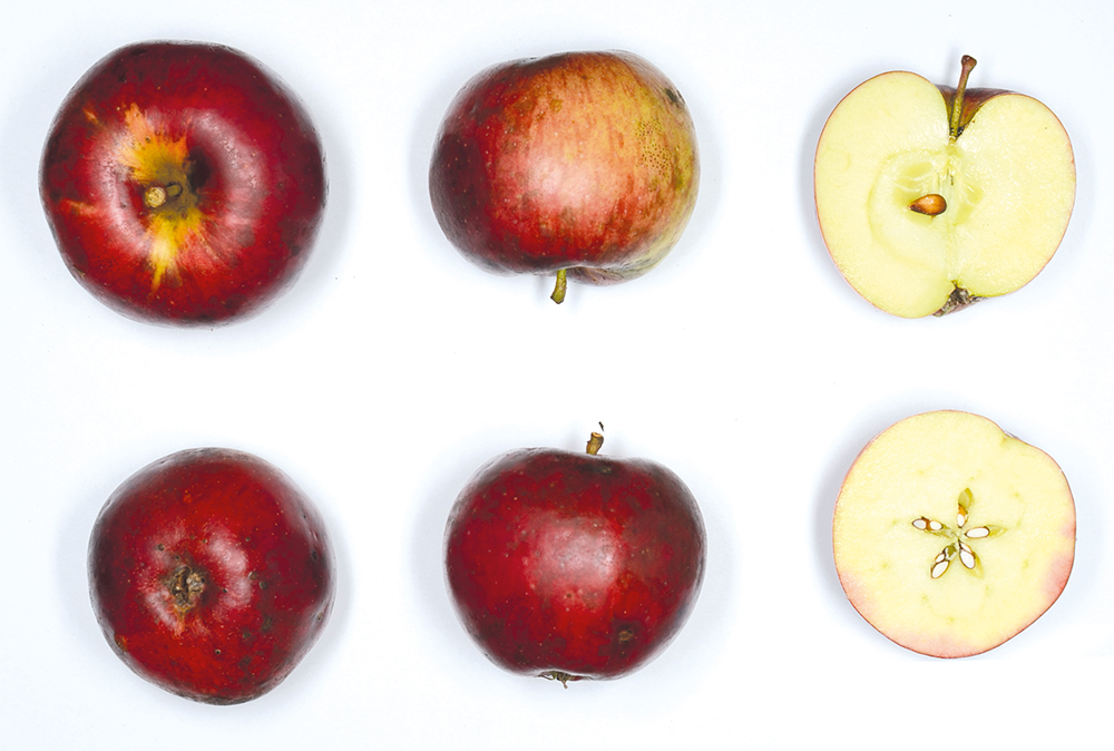 Roter Trierscher Weinapfel