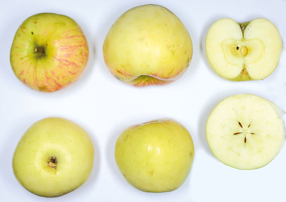 Schöner von Wiltshire