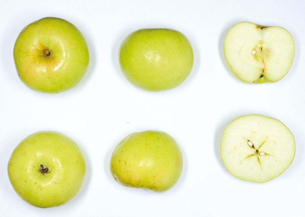 Spätblühender Taffetapfel