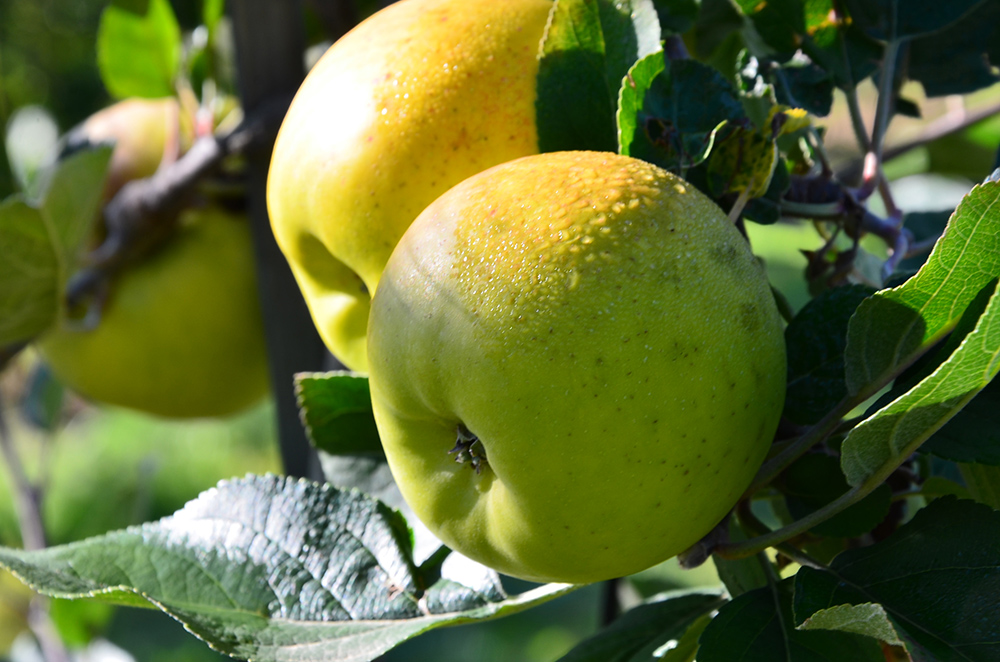 Steirischer Maschanzker