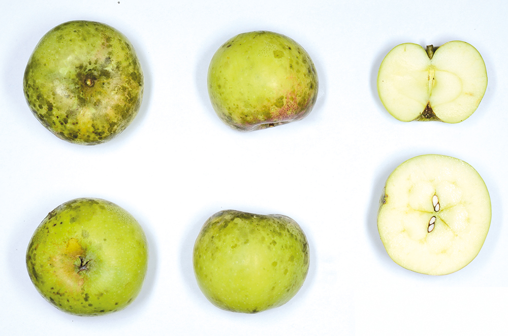 Steirischer Passamaner