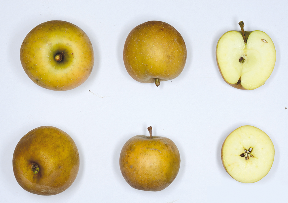 Tiroler Spitzlederer