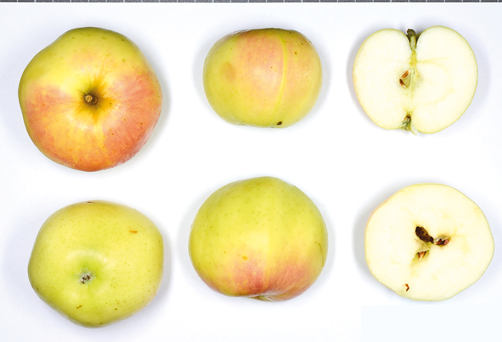 Uhlhorns Augustkalvill