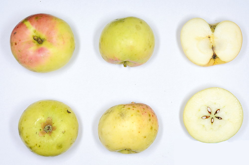 Weißer Wintertaffetapfel