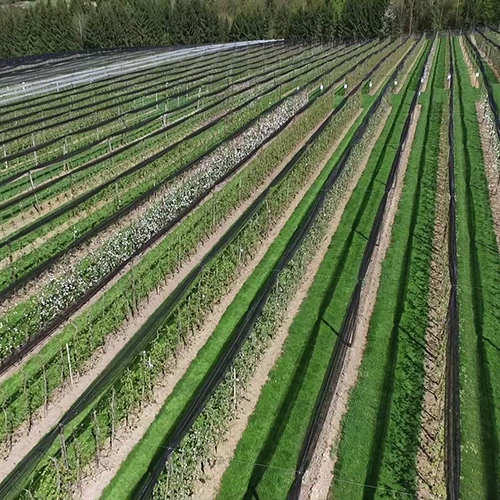 Edles aus den Obstgärten