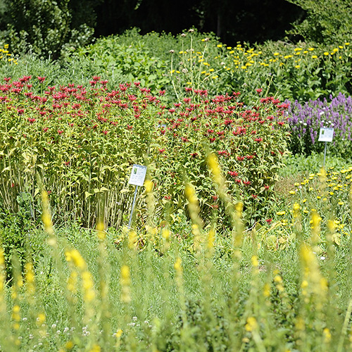 Edles aus dem Garten