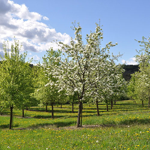 Edelreiser historischer Kernobstsorten