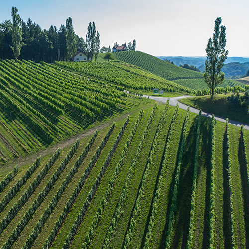 Edles aus den Weingärten